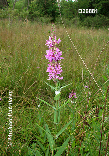 Purple Loosestrife (Lythrum salicaria)